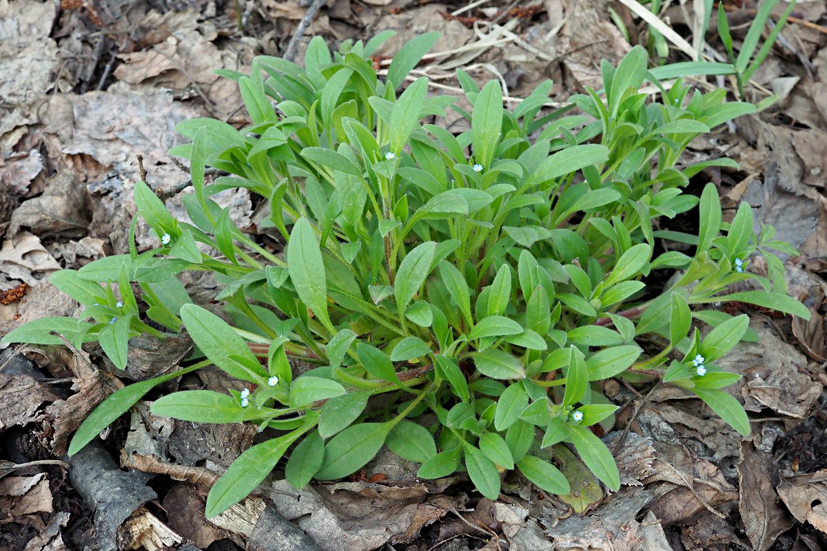 Image of Myosotis sparsiflora specimen.