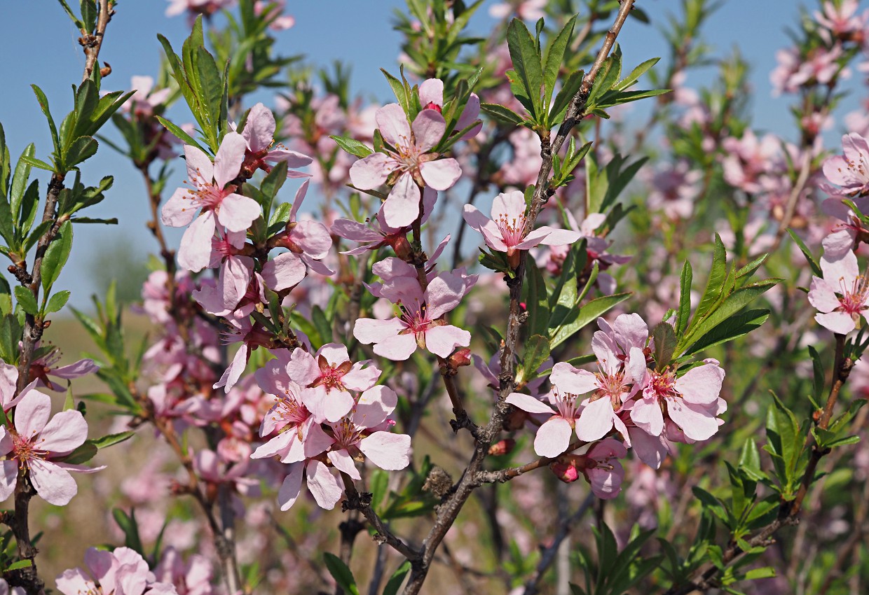 Изображение особи Amygdalus nana.