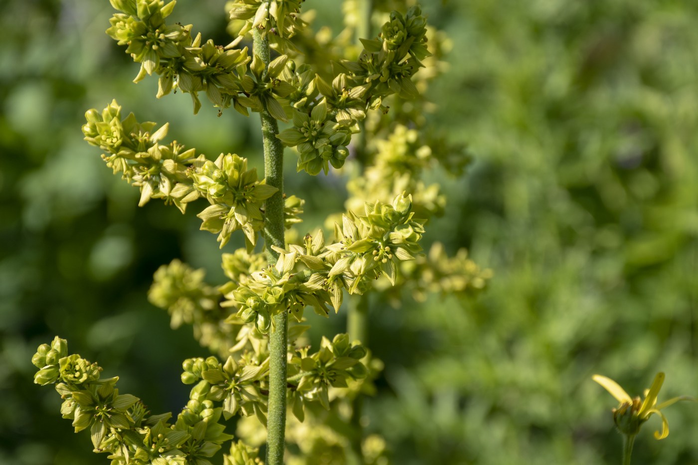 Image of Veratrum lobelianum specimen.