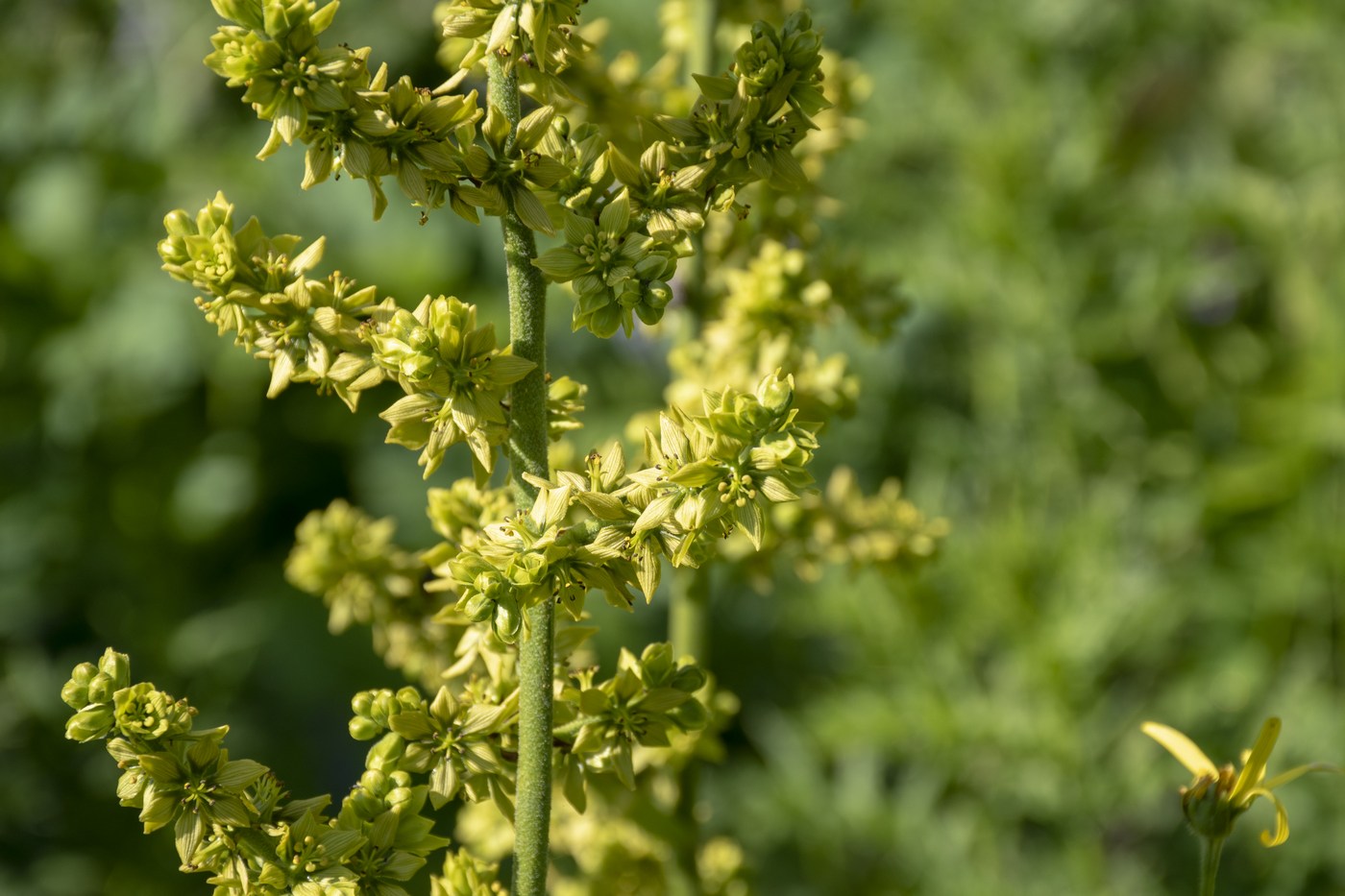 Изображение особи Veratrum lobelianum.