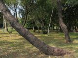 Pinus pinaster. Наклонённый ствол старого дерева. Болгария, г. Бургас, Приморский парк, в культуре. 16.09.2021.