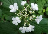 Viburnum opulus