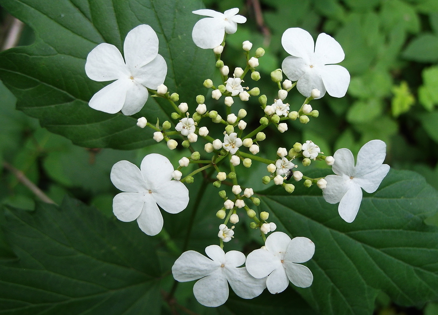 Image of Viburnum opulus specimen.
