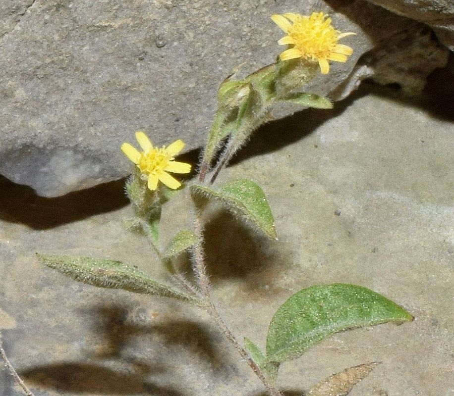 Image of Pentanema albertoregelia specimen.