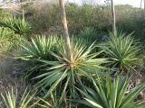 Agave sisalana