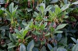 Rhododendron luteum