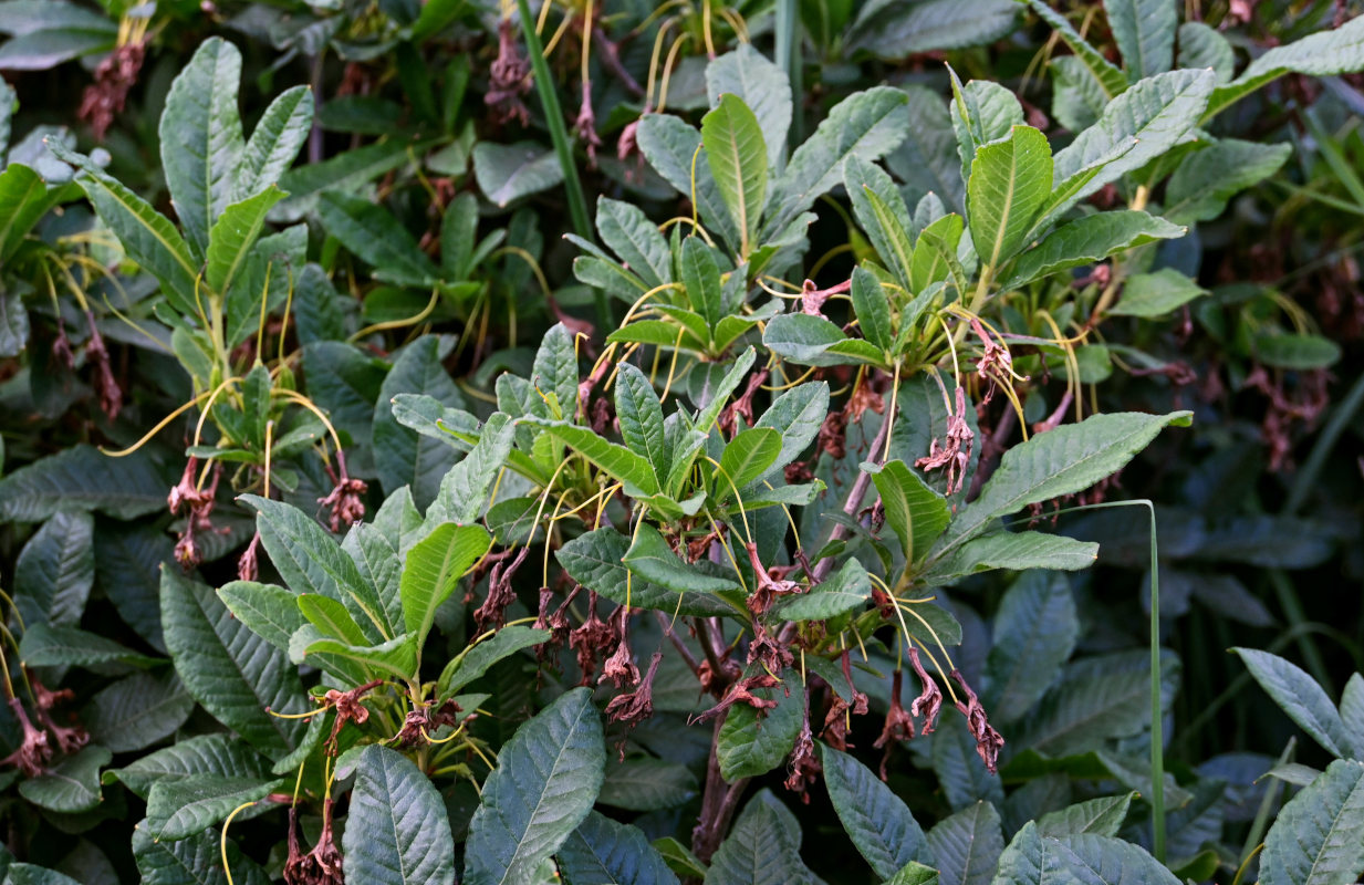 Image of Rhododendron luteum specimen.