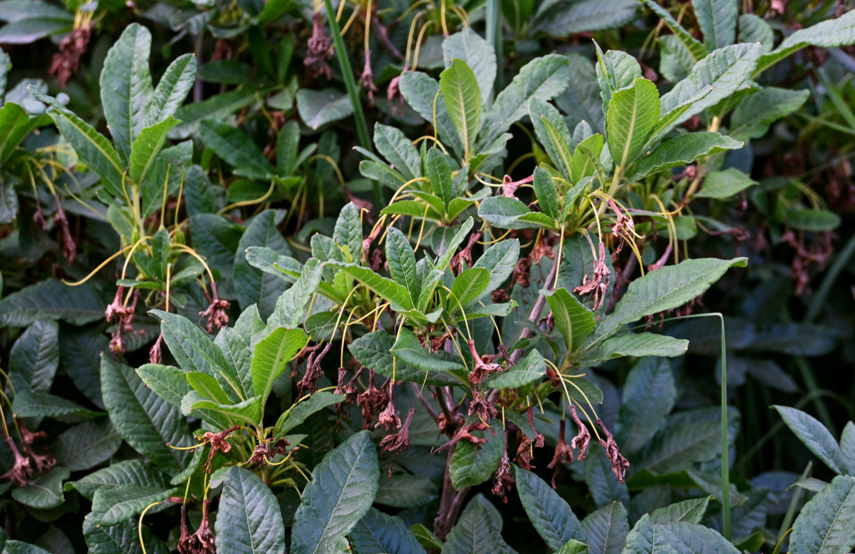 Изображение особи Rhododendron luteum.