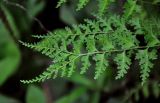 Dennstaedtia wilfordii. Верхушка вайи с раздвоенным кончиком. Приморье, Хасанский р-н, Кравцовские водопады, на скале у подножия. 01.08.2021.