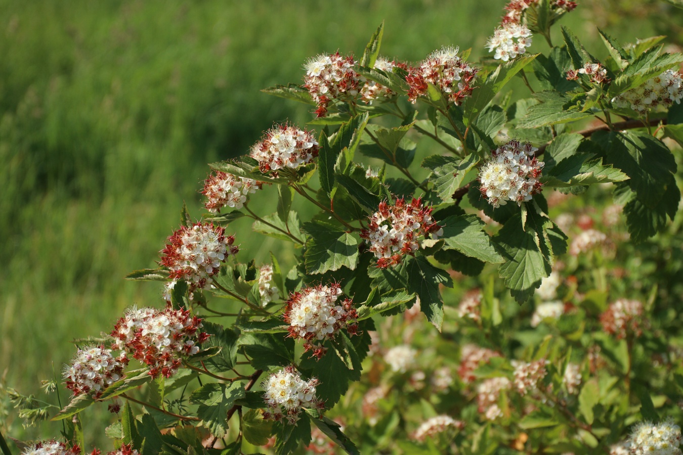 Image of Physocarpus opulifolius specimen.