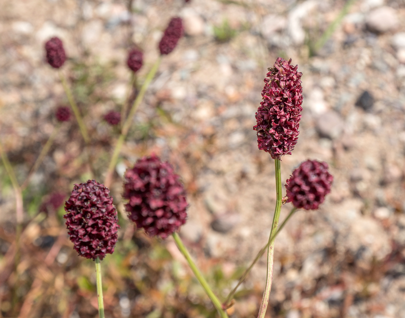 Image of Sanguisorba officinalis specimen.