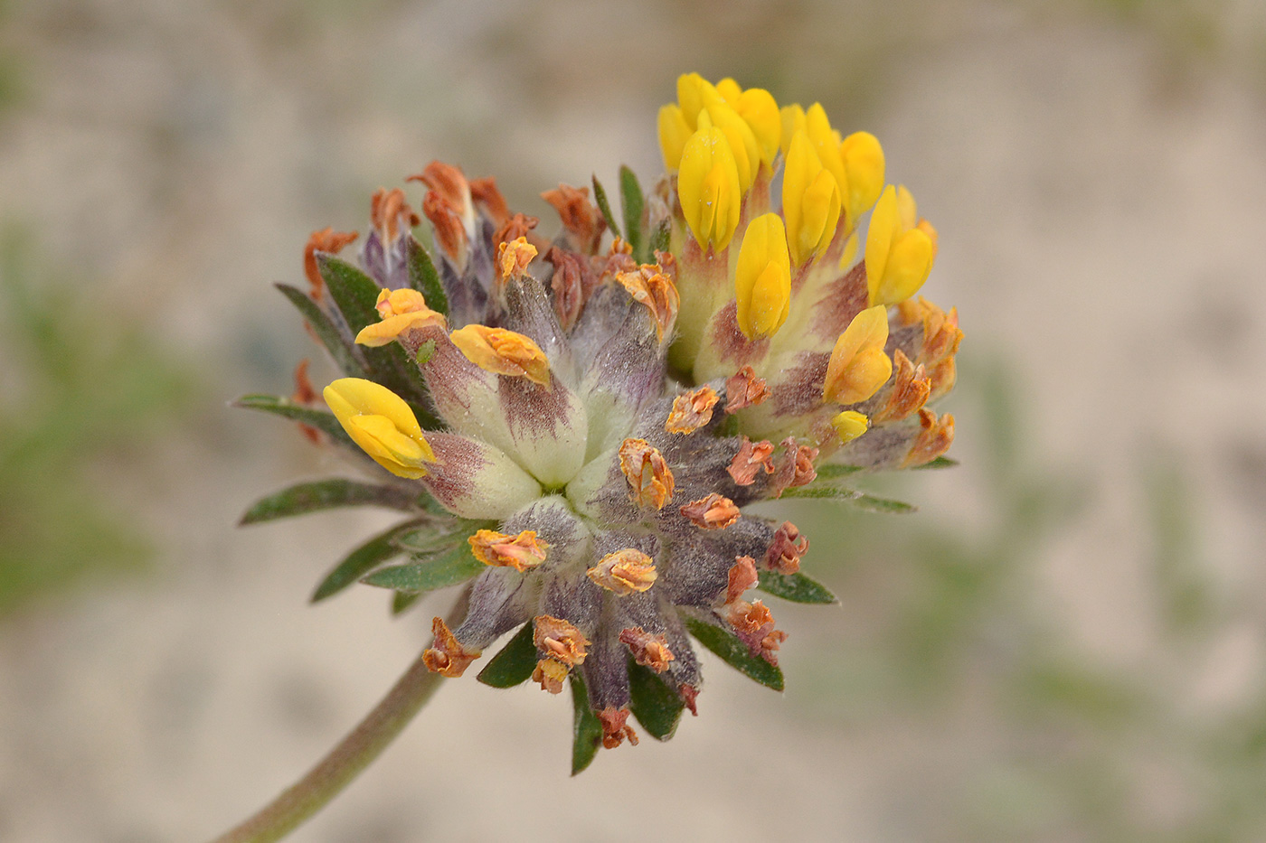 Изображение особи Anthyllis lachnophora.