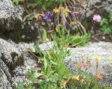 Campanula collina