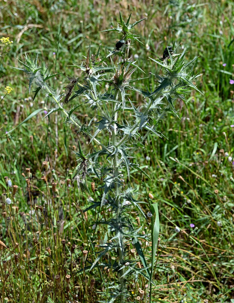 Image of Carthamus lanatus specimen.