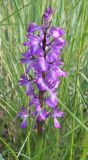 Anacamptis подвид elegans