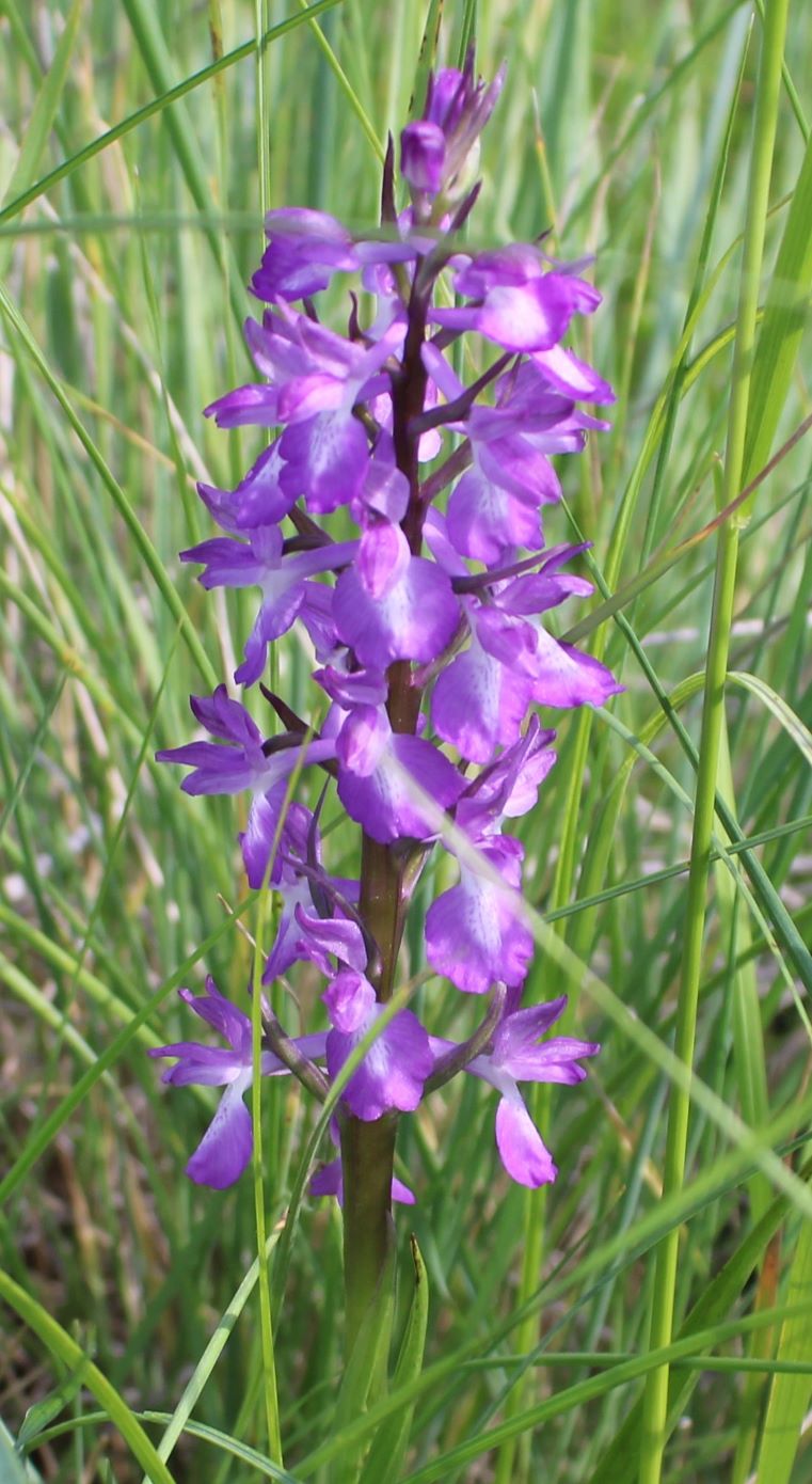 Изображение особи Anacamptis laxiflora ssp. elegans.