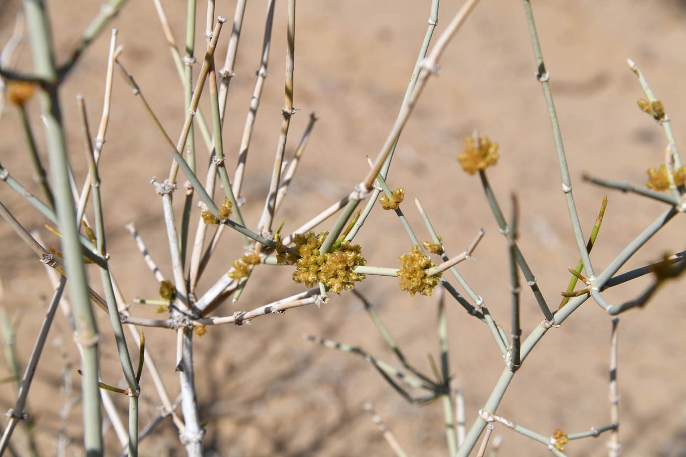 Изображение особи Ephedra strobilacea.