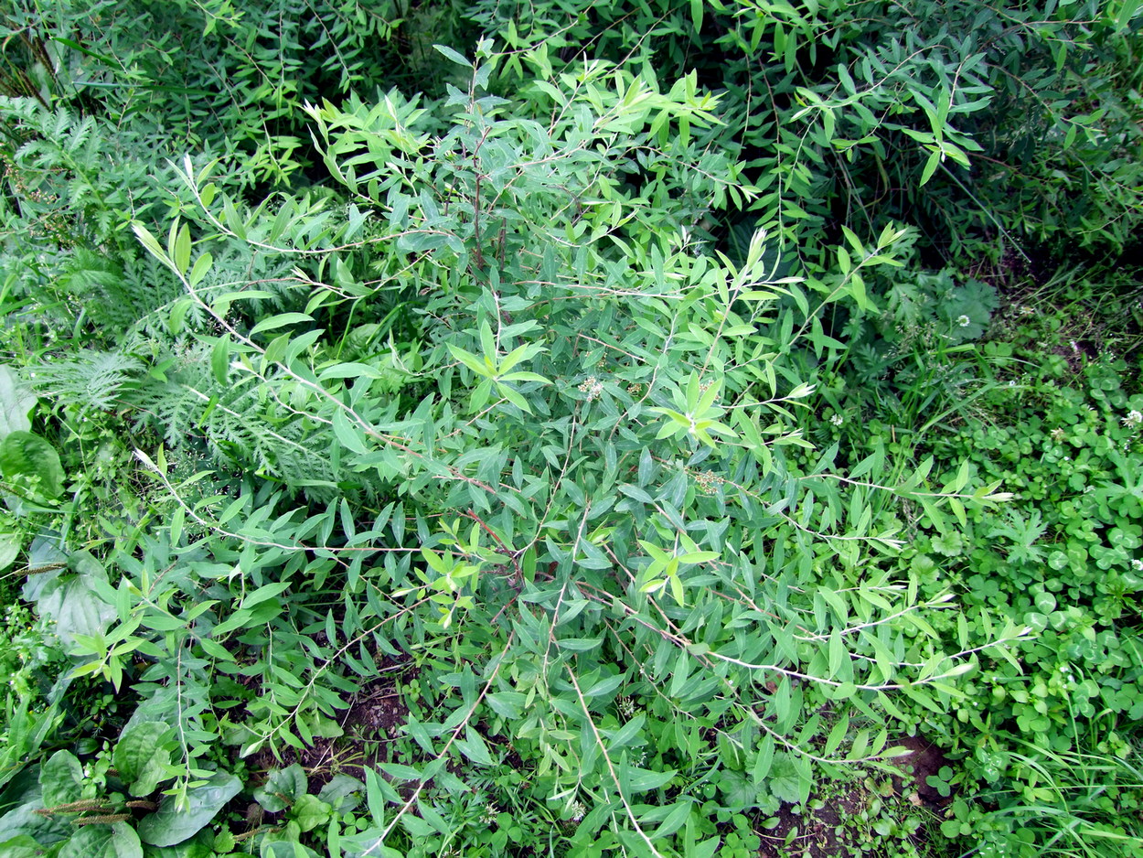 Image of Spiraea &times; cinerea specimen.