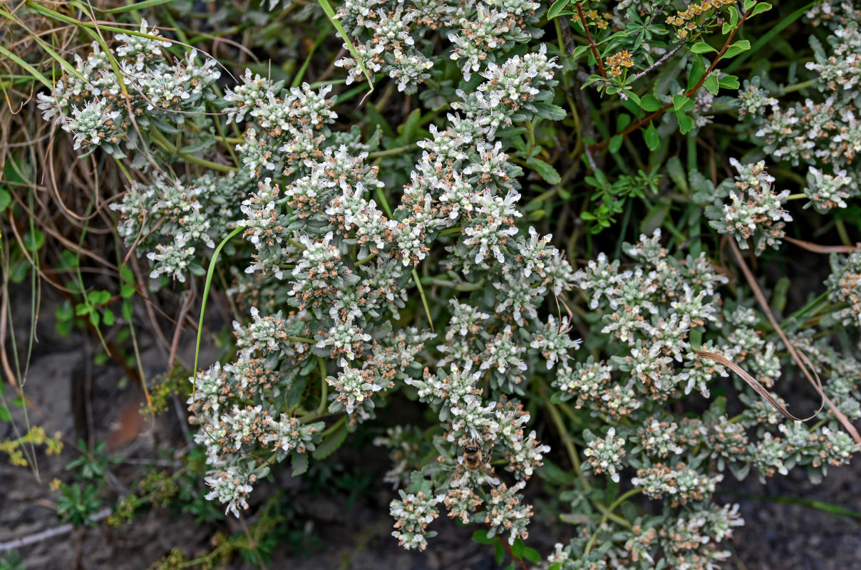 Изображение особи Teucrium capitatum.