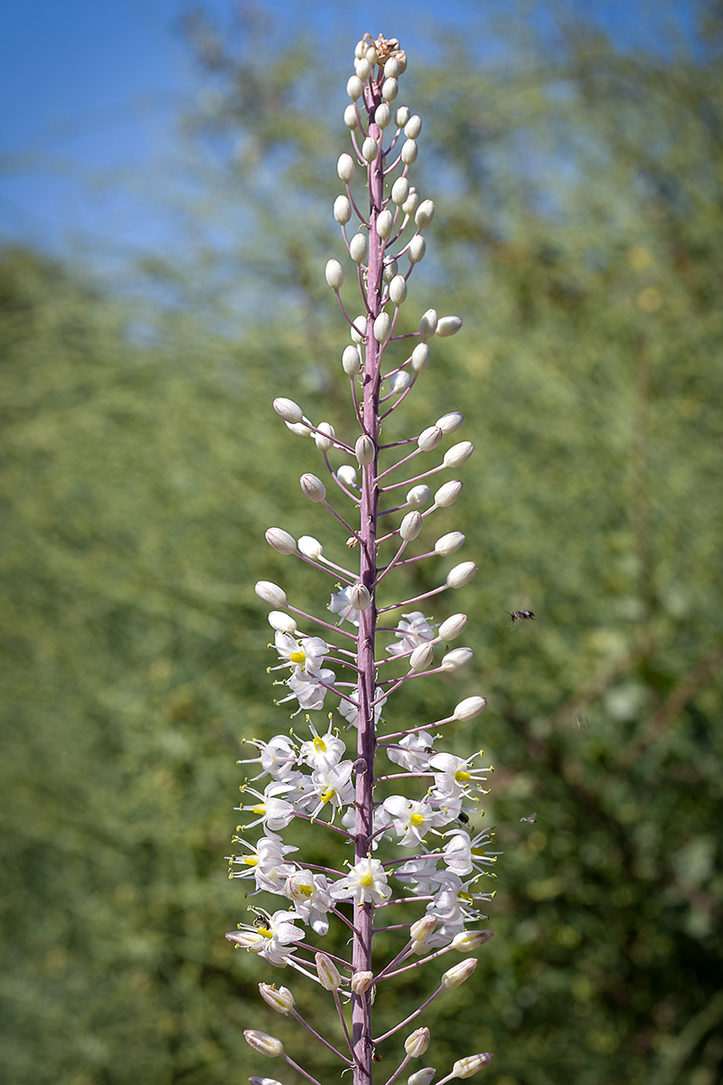 Image of Drimia aphylla specimen.