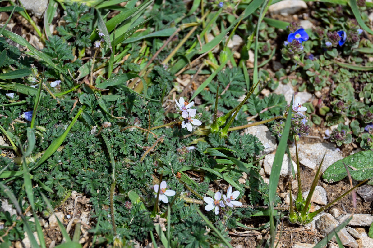 Изображение особи Erodium cicutarium.