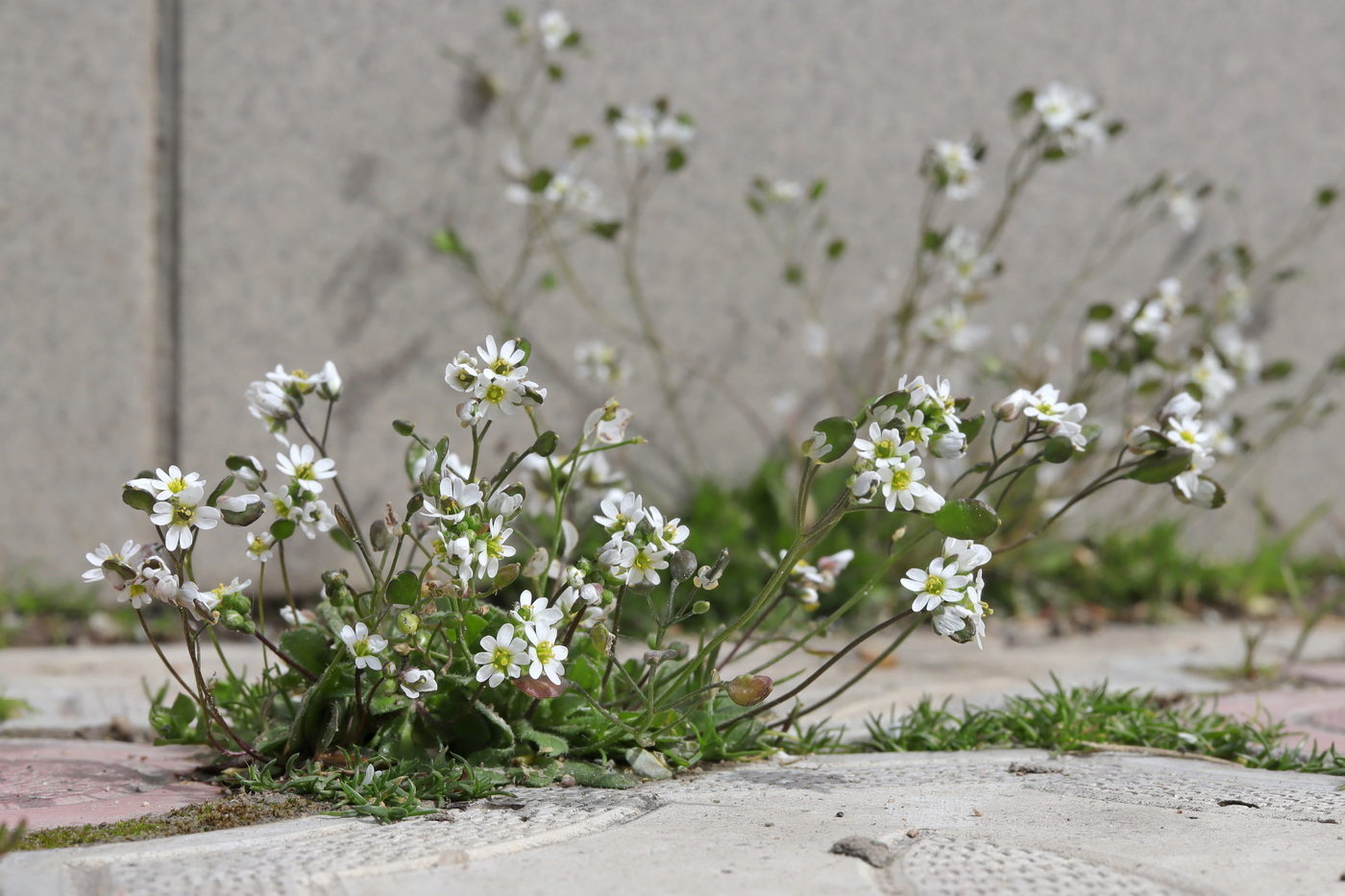 Изображение особи Erophila verna.