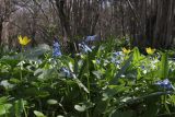 Scilla siberica