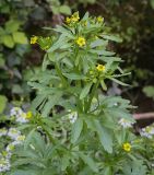 Ranunculus sceleratus