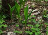 Convallaria majalis