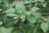 Euonymus europaeus