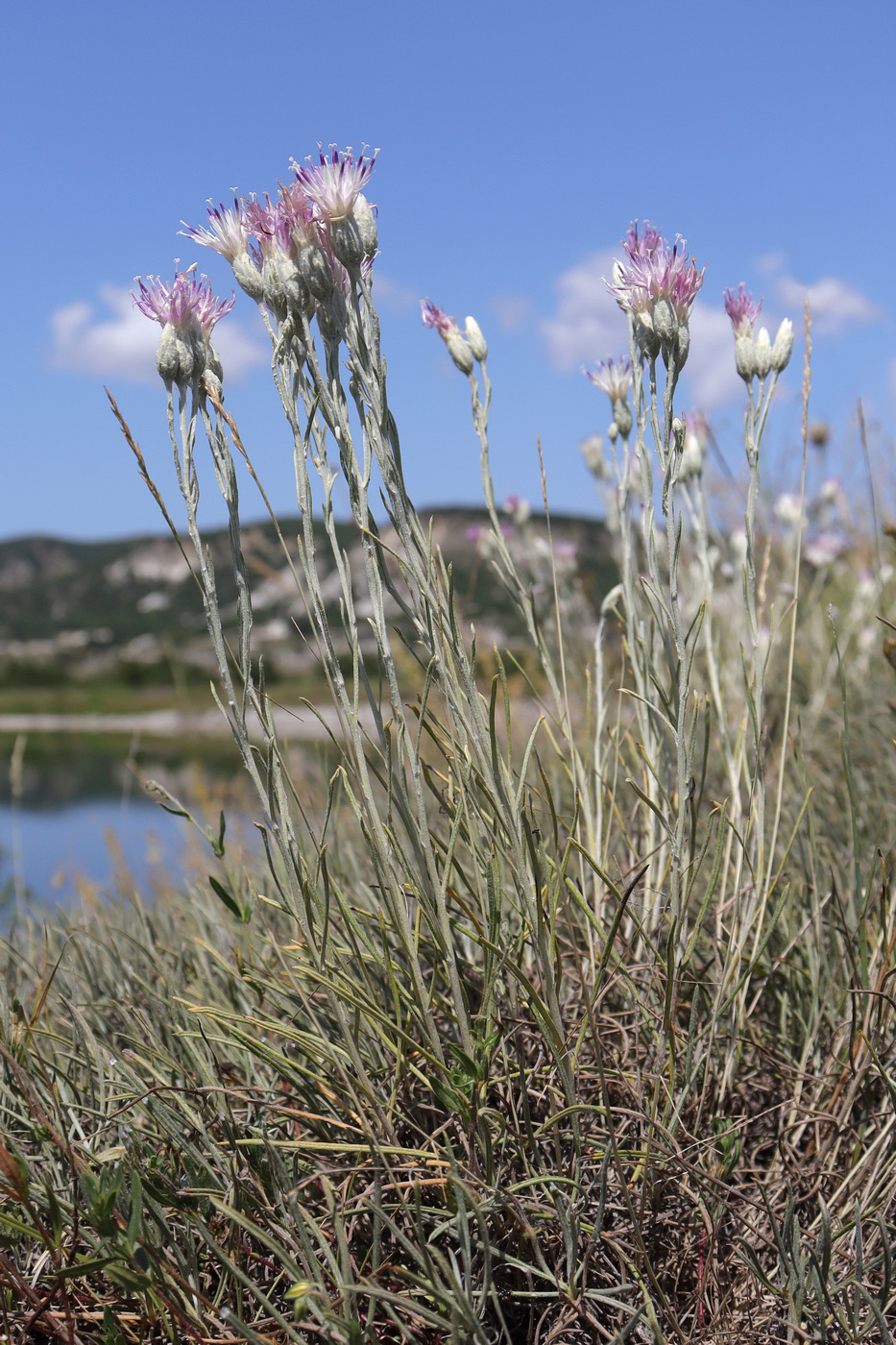 Image of Jurinea stoechadifolia specimen.