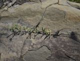 Lappula squarrosa