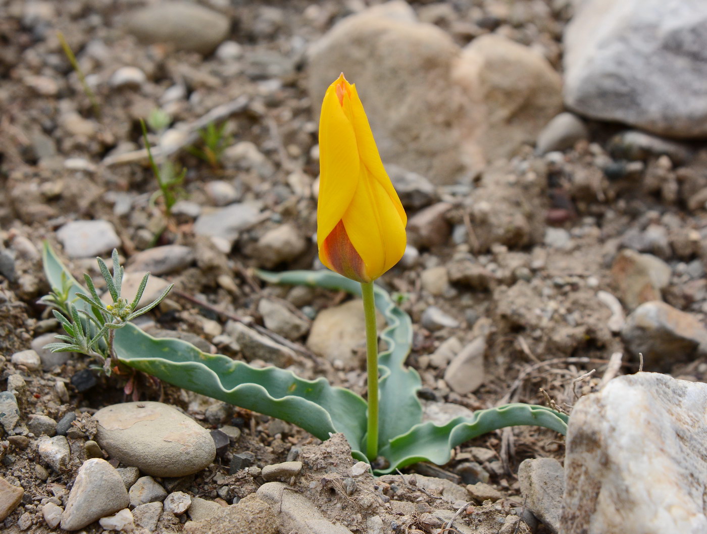 Изображение особи Tulipa ferganica.