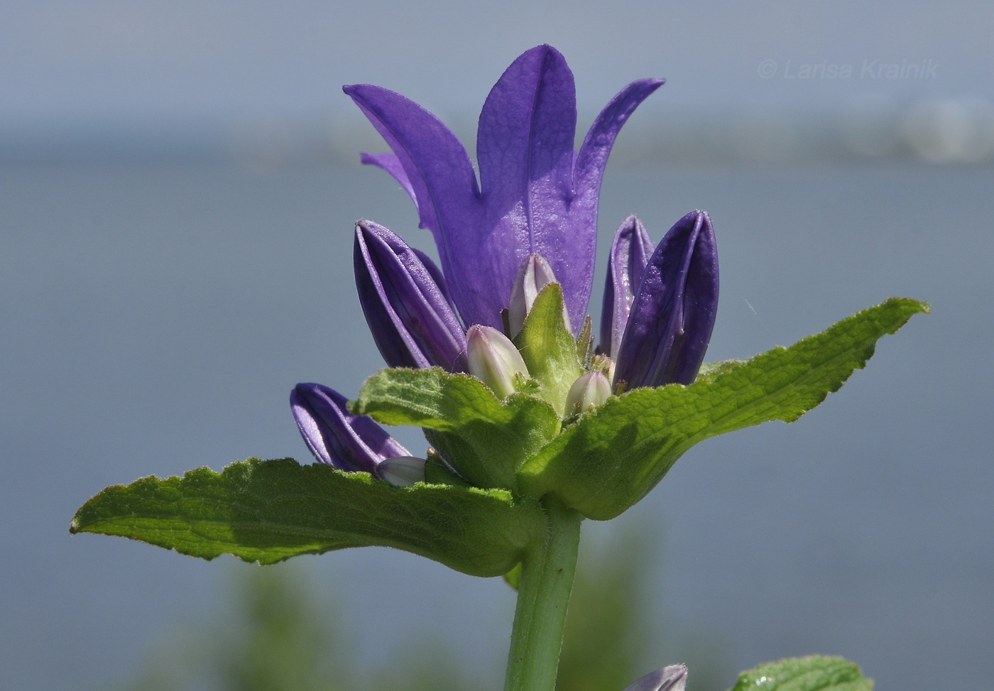 Image of Campanula glomerata specimen.