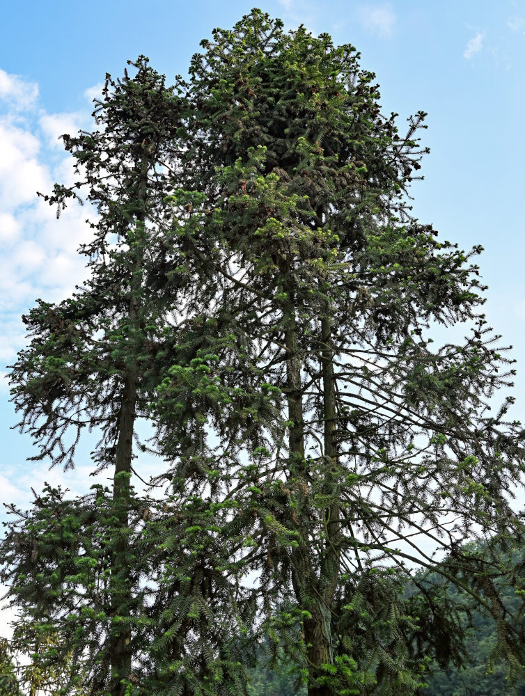 Изображение особи Cunninghamia lanceolata.