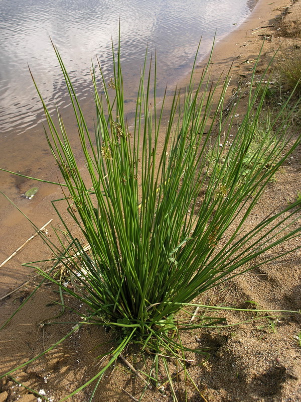 Изображение особи Juncus effusus.