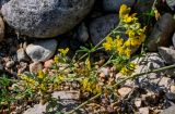 Medicago falcata. Верхушки побегов с соцветиями. Вологодская обл., Кирилловский р-н, с. Горицы, берег р. Шексна, каменистый пляж. 12.07.2024.