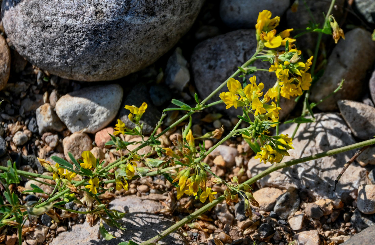 Image of Medicago falcata specimen.