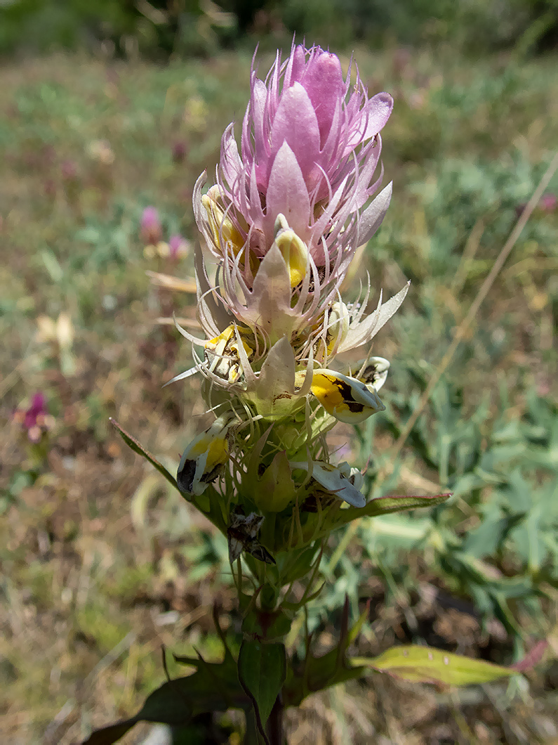 Изображение особи Melampyrum arvense.