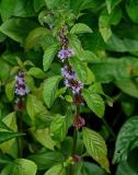 Mentha arvensis