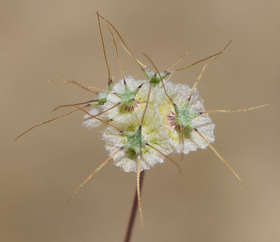 Image of Lomelosia olivieri specimen.