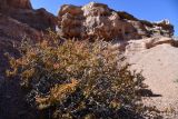 Salsola arbusculiformis. Отплодоносившее, вегетирующее растение в осенней окраске. Казахстан, Алматинская обл., нац. парк \"Чарын\", пестроцветный сухой щебнистый сай. 11 октября 2024 г.
