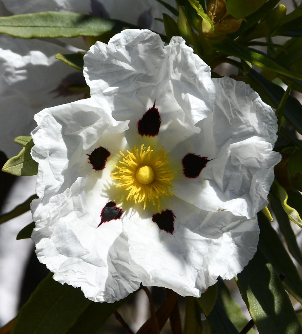 Image of Cistus ladanifer specimen.