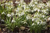 Galanthus nivalis. Цветущие растения (сорт 'Tiny Tim'). Санкт-Петербург, Ботанический сад Петра Великого, северный двор, цветник. 30.03.2025.