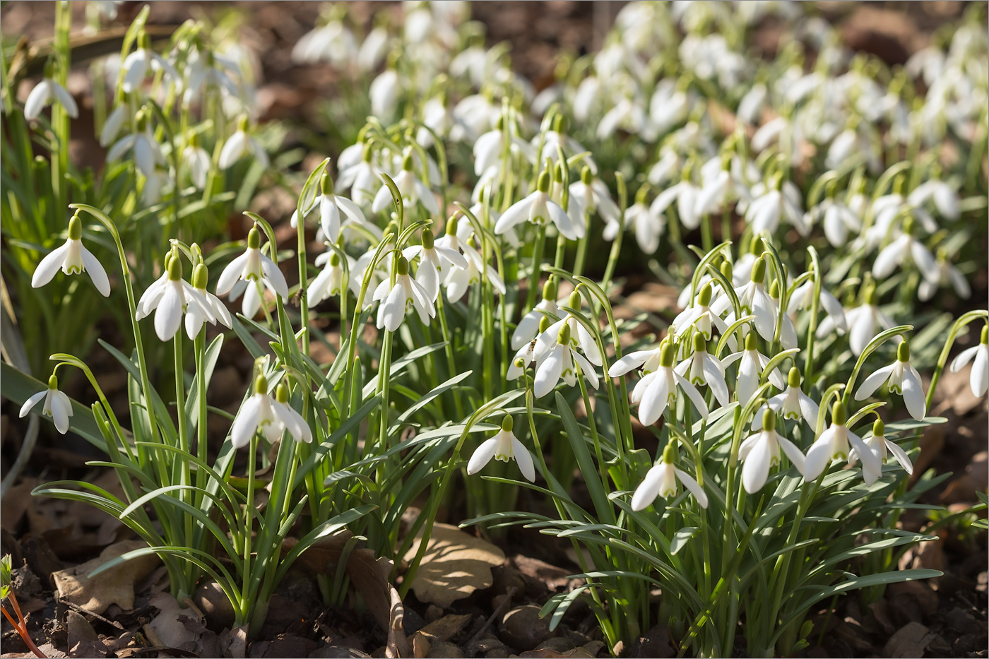 Изображение особи Galanthus nivalis.
