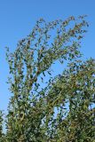 Chenopodium striatiforme