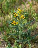 Arnebia coerulea