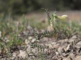 Vicia hybrida