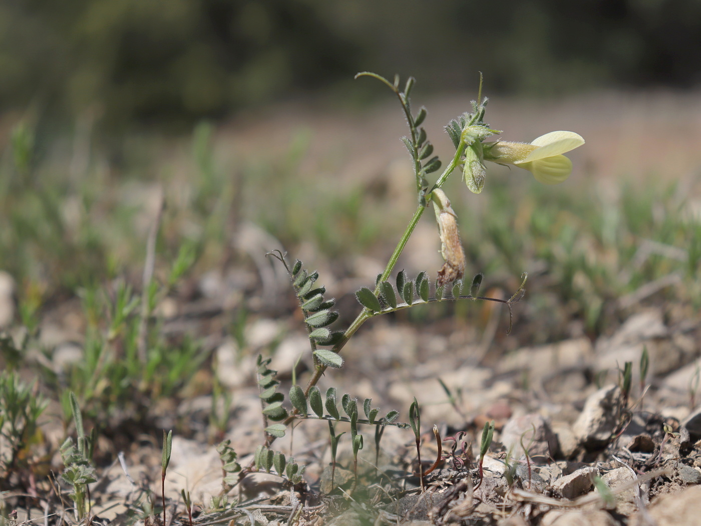 Image of Vicia hybrida specimen.