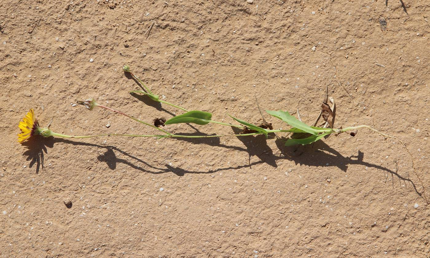 Image of Reichardia tingitana specimen.